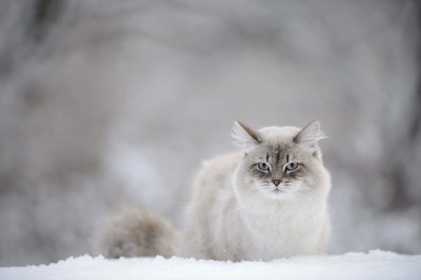 Кот на зимнем фоне