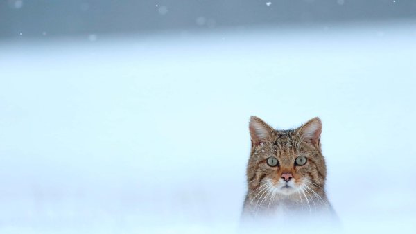 Снежный кот