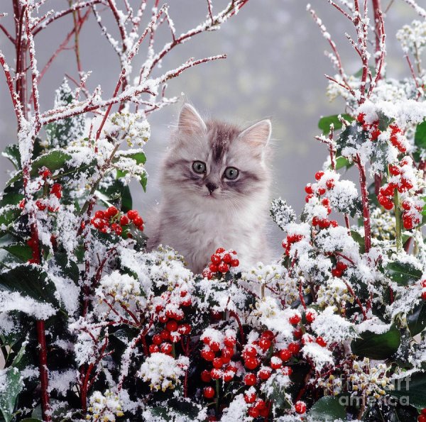 Кошки зимой
