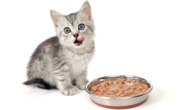 Cat food корм для кошек