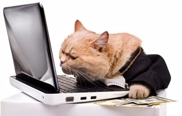 Котенок с компьютером