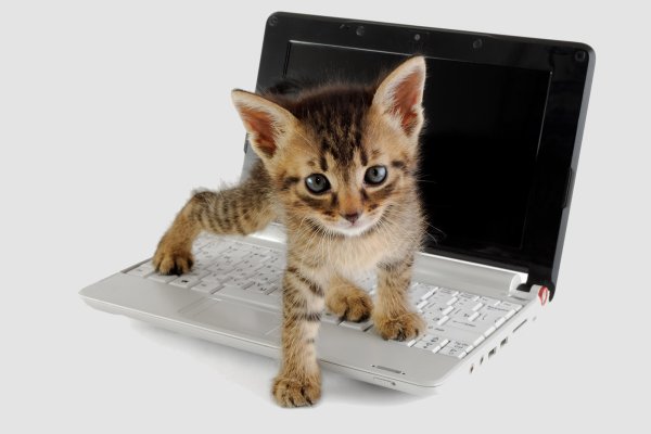 Котенок за компьютером