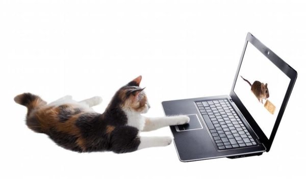 Кот за ноутбуком