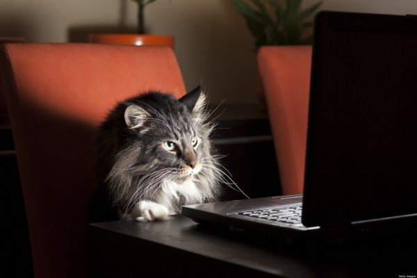 Котик за компьютером