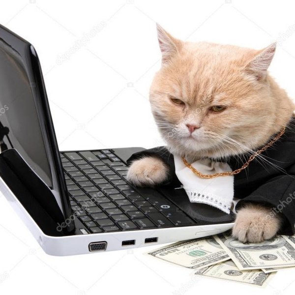 Кот за ноутбуком