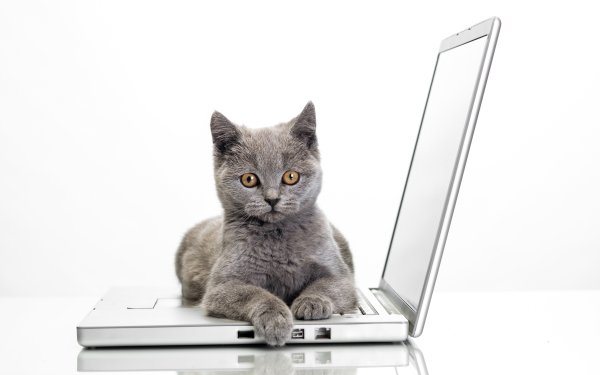 Котенок на ноутбуке