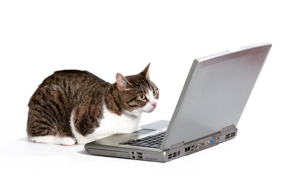 Кот за компьютером на белом фоне