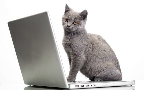 Котик с ноутбуком