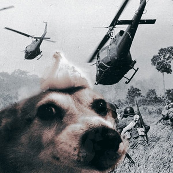 Собака флэшбэк Вьетнам