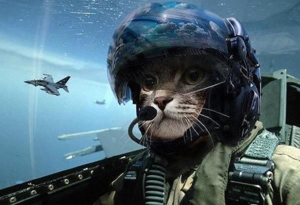 Коты пилоты
