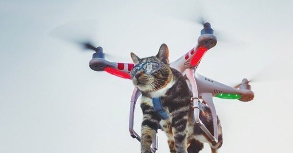 Кот с вертолетами на фоне