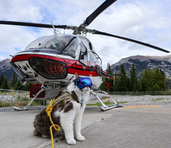 Кошачий вертолет