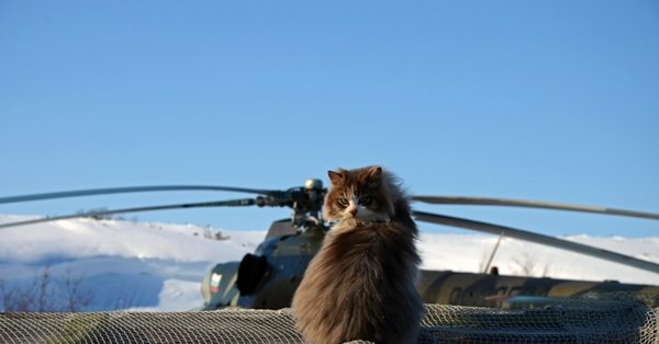 Кошачий вертолет
