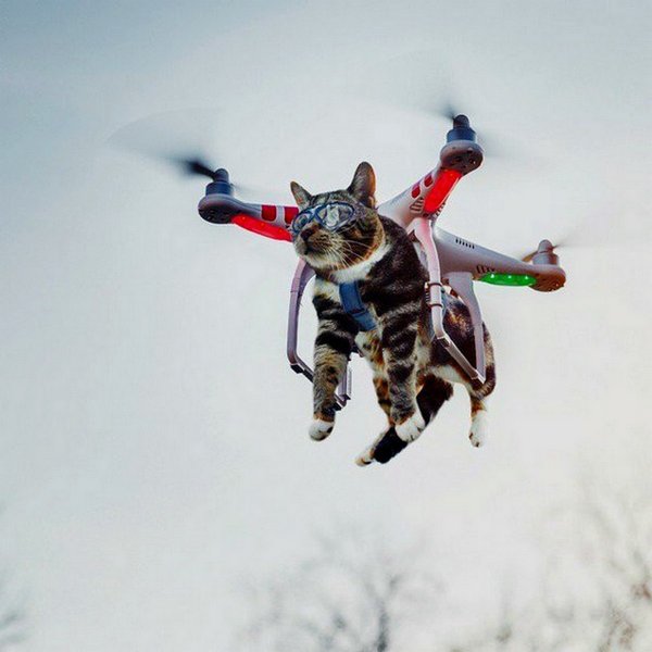 Квадрокоптер из кота
