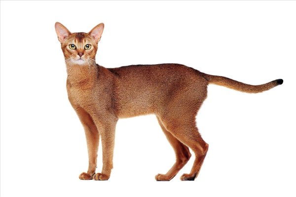 Порода Абиссинская порода кошки