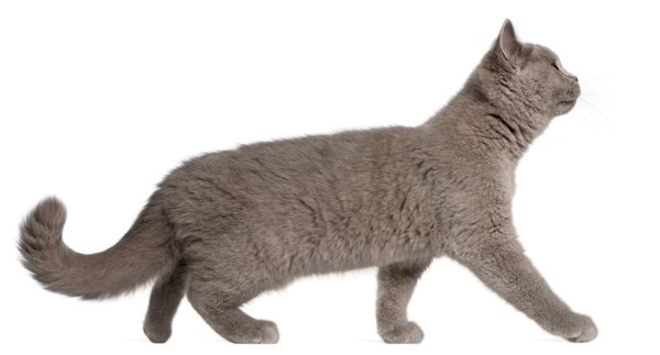 Толстая Британская кошка вид сбоку