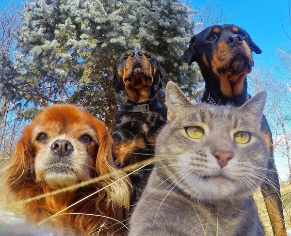 Селфи кошки с собаками