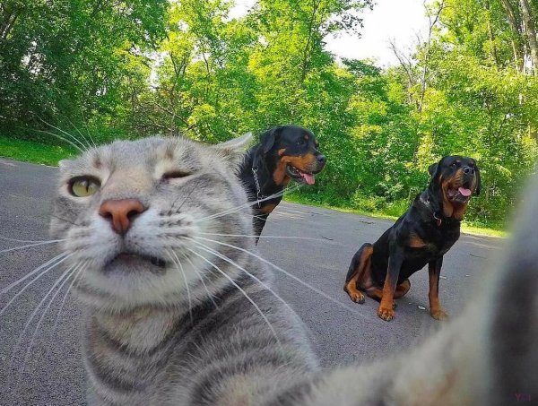 Селфи кошки с собаками