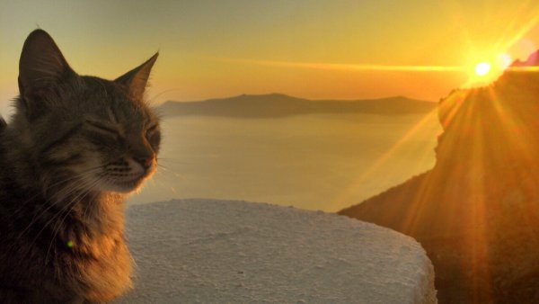 Кот срет на фоне заката