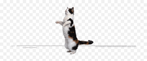 Танцующий кот без фона