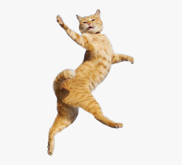 Танцующая кошка