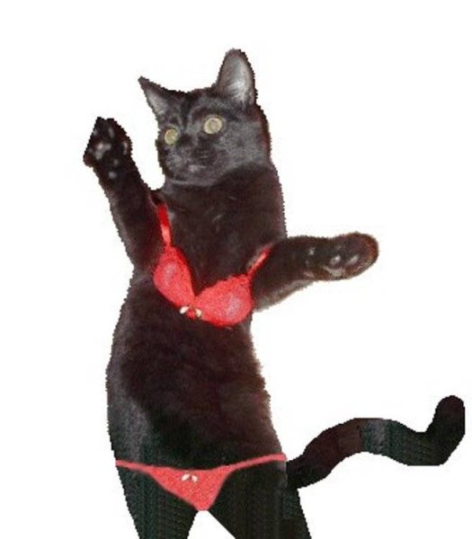 Гифка кот танцует