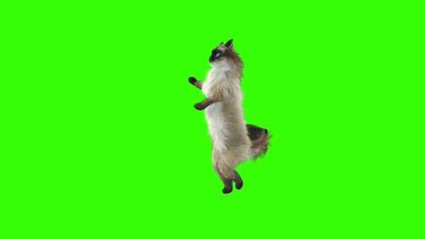 Кот танцует на зеленом фоне
