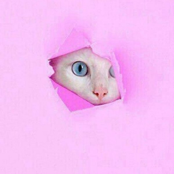 Розовый котик