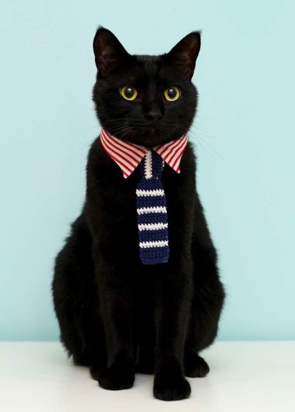 Кошечка в галстуке