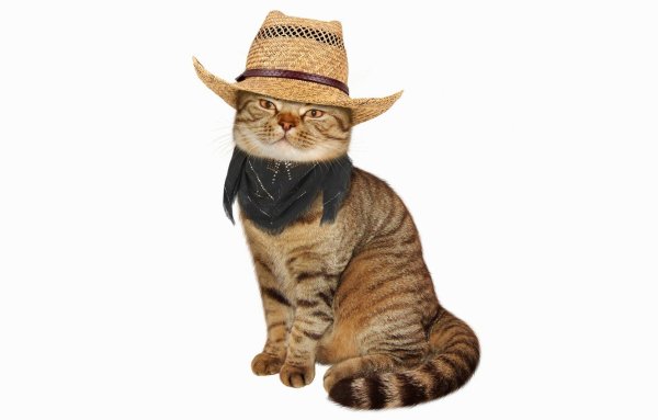 Кошка в шляпке