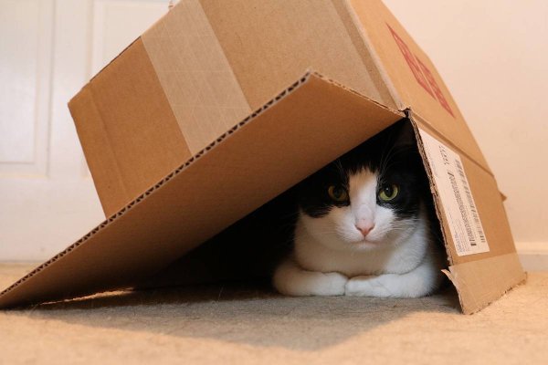 Кошка в коробке