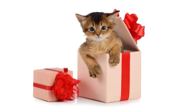 Подарок для кошки