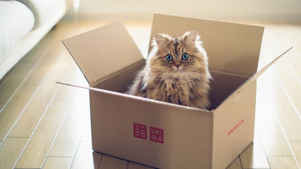 Кошечка в коробке