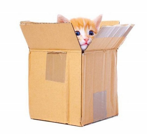 Котенок из коробки
