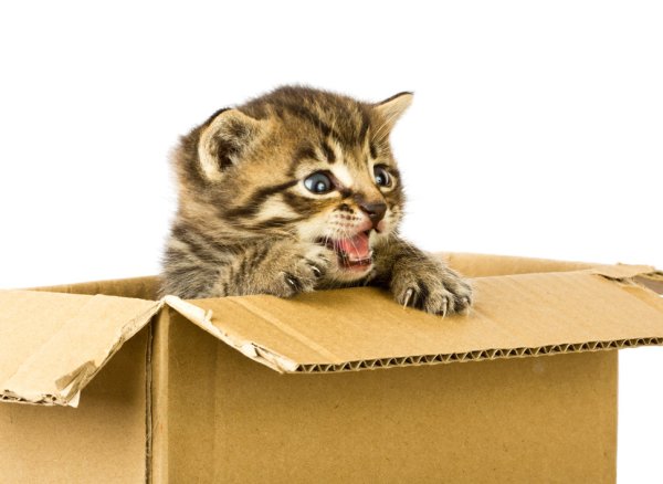 Котик выглядывает из коробки