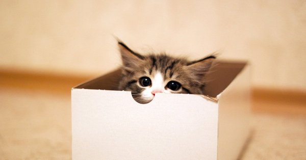 Котенок в коробочке