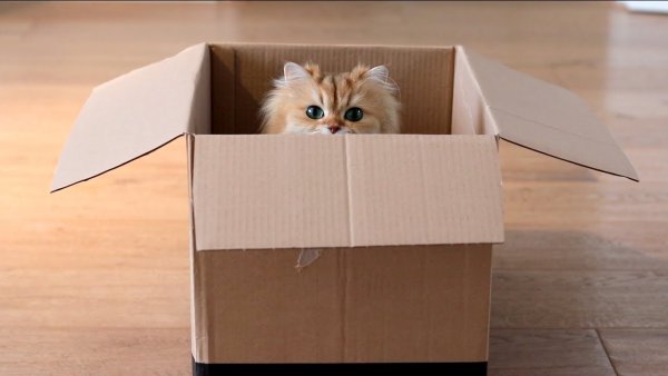 Коробка котиков