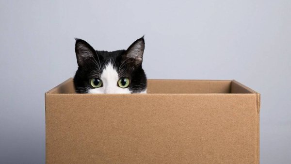 Кот в коробке на белом фоне