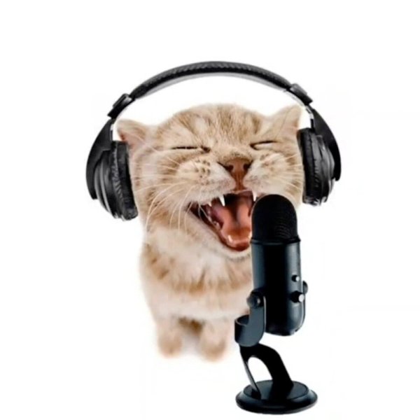 Кот в наушниках с микрофоном