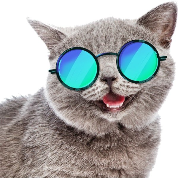 Кот в очках на белом фоне