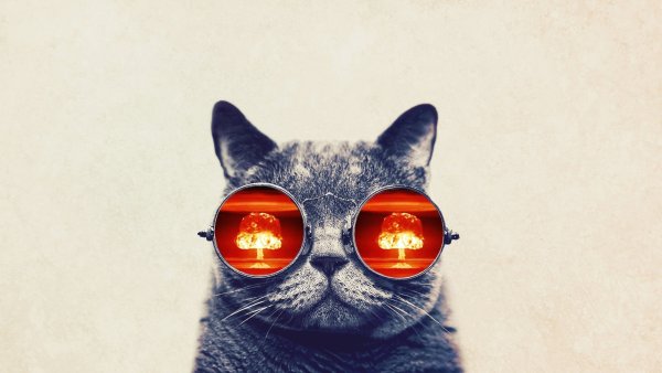 Модный кот в очках