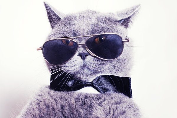 Кошка с очками
