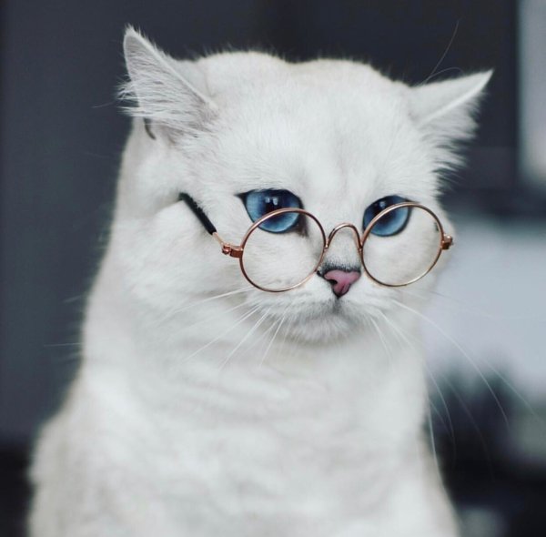 Белый котик в очках