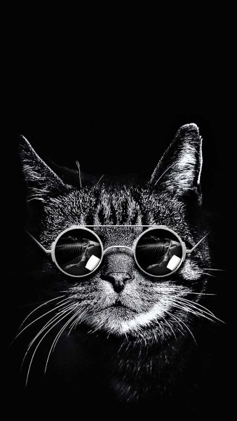 Котик в темных очках