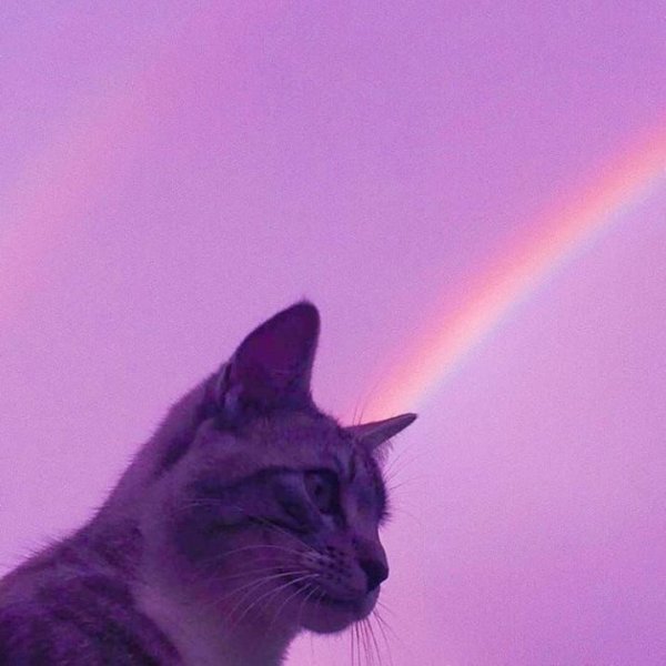 Фиолетовые коты