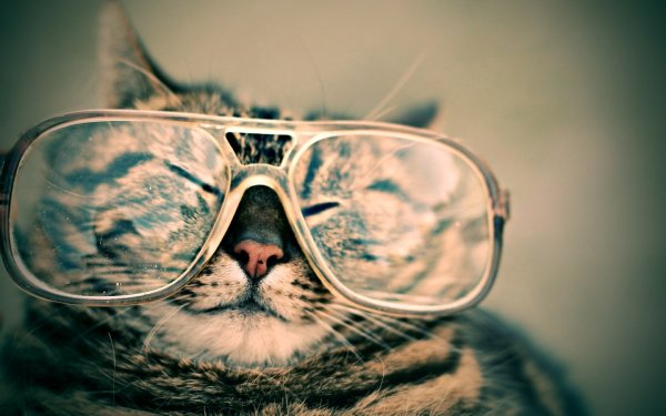 Кот в очках картинки