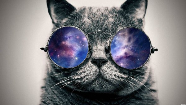 Кот в очках космос