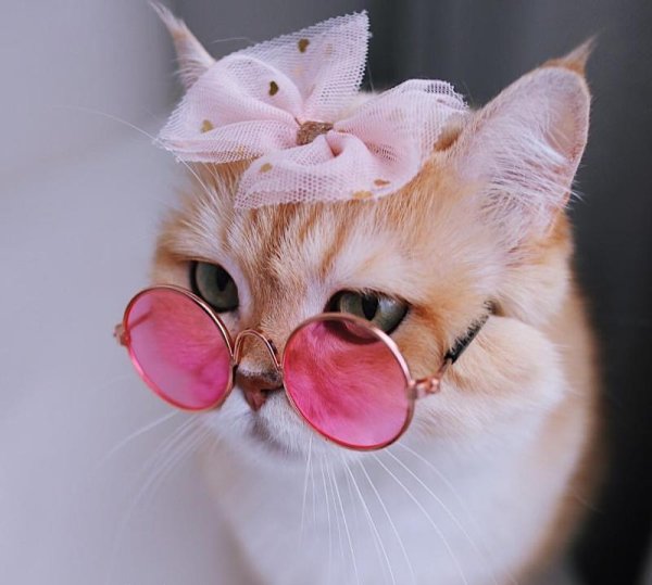Кошечка в розовых очках