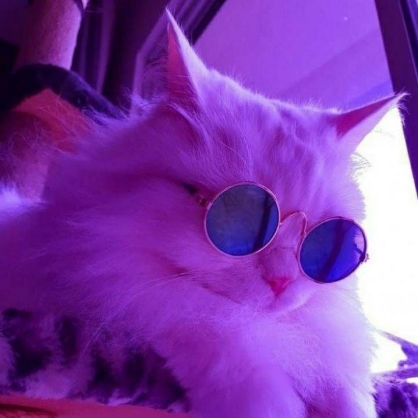 Кот в очках на розовом фоне
