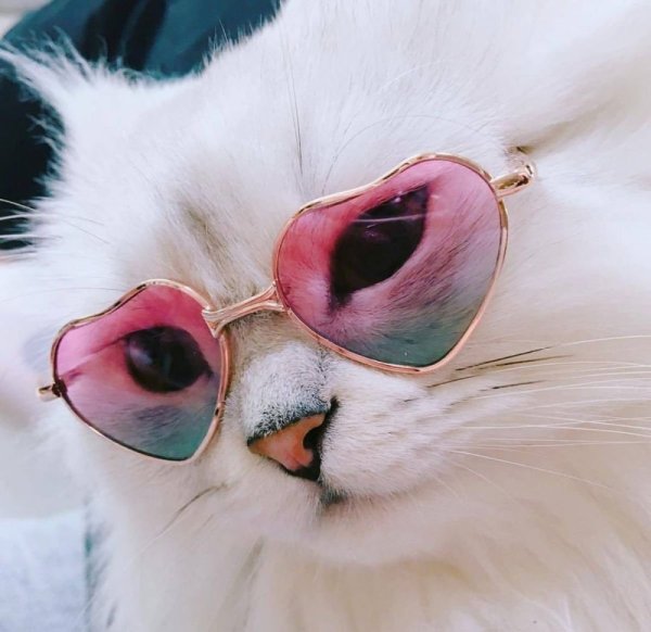 Модные коты в очках